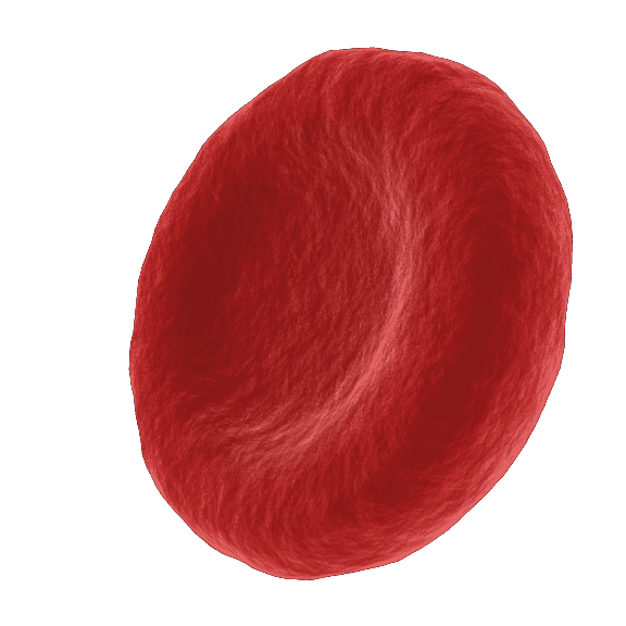 Illustration of a red blood cell